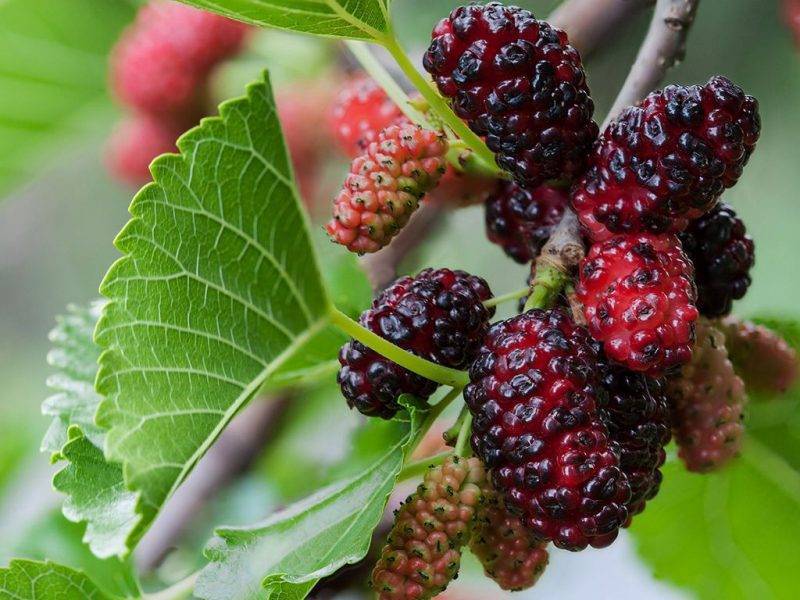 Шелковица купить саженцы из питомнике в Соликамске