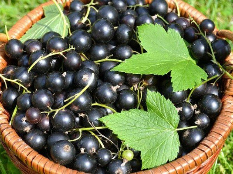 Смородина купить саженцы из питомника в Соликамске