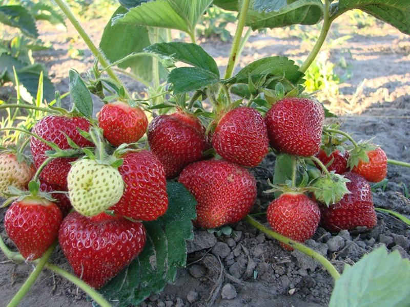 Клубника купить саженцы из питомника в Соликамске