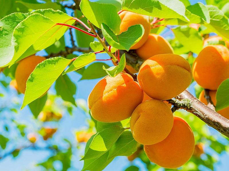 Абрикос купить саженцы из питомнике в Соликамске