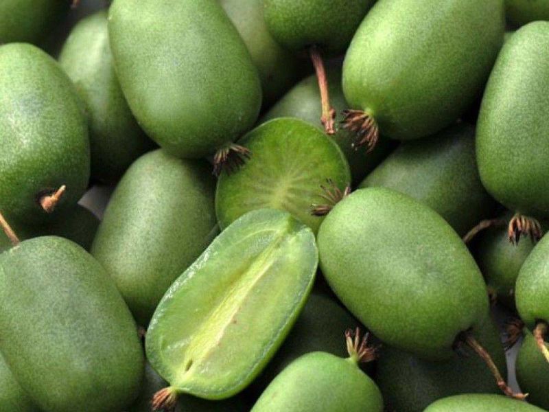 Актинидия купить саженцы из питомнике в Соликамске